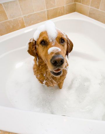 hund i badet