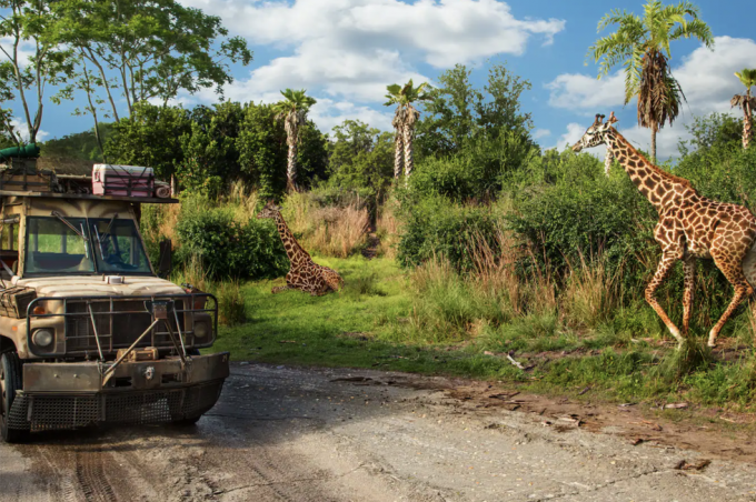 en lastbil, der kører ved siden af ​​giraffer under kilimanjaro-safarituren i Disney's Animal Kingdom forlystelsespark