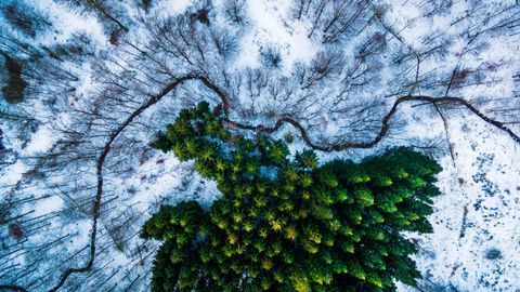 1. Præmie Vinder kategori Nature Wildlife, Kalbyris skov Danmark ved mbernholdt