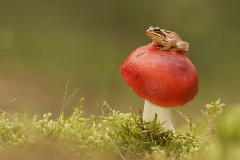 Fælles frog (Rana temporaria) og champignon