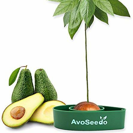Avocado trædyrkningssæt