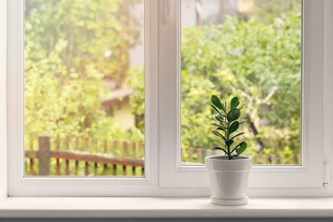 crassula blomst i potten på vindueskarmen