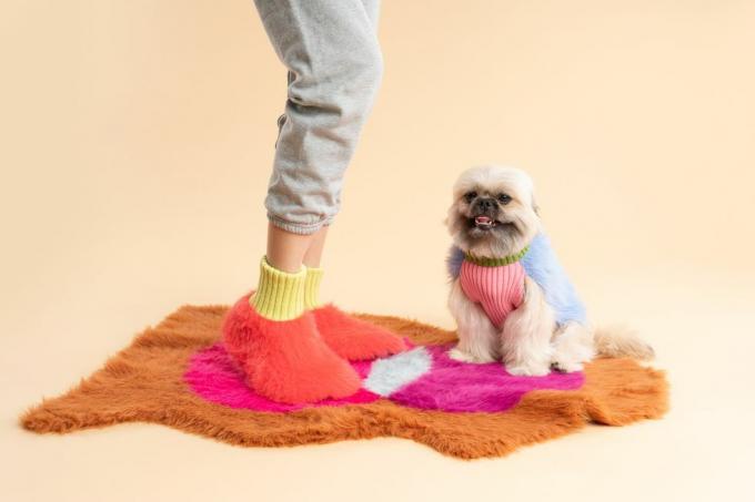 en hund iført en sweater og en pink skjorte